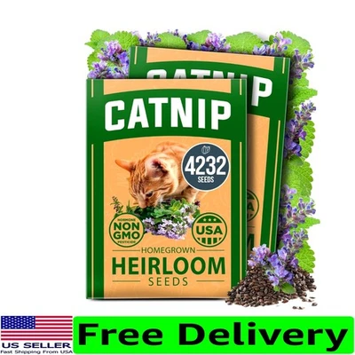 Semillas de hierba gatera reliquia - regalo perfecto para jardineros y gatos felices (4232 unidades) Foto 1 de 4