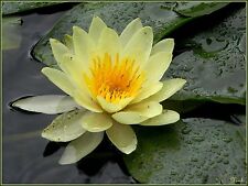 special  petit  bassin nenuphar nain jaune  plante nymphea pond 