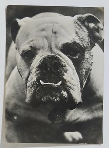 73624 Cartolina - Animali - Cani - Bulldog - Picture 1 of 4