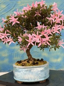 Joe Bonsai Azalea Satsuki 28 Años Cuenco KP Cerámica Nuevo Oro Bio - Imagen 1 de 22