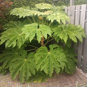Tetrapanax papyrifer Rex Type(Chinese Rice-paper Plant)3 roots approx 3inc long - Picture 1 of 7