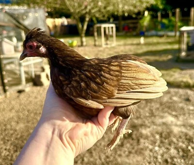 kikiriki hatching eggs 6++