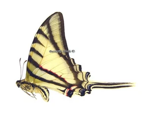 Unmounted Butterfly/Papilionidae - Eurytides molops hetaerius, M, Peru A- - Picture 1 of 1