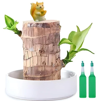 JJWYLTKB Бразильское Счастливое Деревянное Растение, Фортуна Бразилия Дерево Горшечное Растение с Квадратом... - Изображение 1 из 4