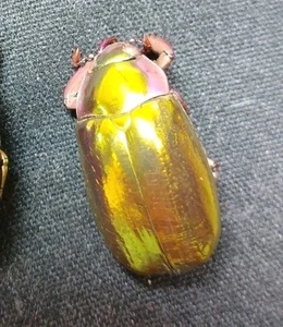 Chrysina aurigans! 28-29mm A1- - Bild 1 von 6