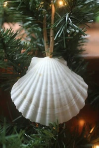IRISH CUPS, Large Drilled Seashells for Crafts, Beach Decor, Wedding Decor SS-86 - Picture 1 of 12