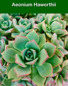 Aeonium haworthii planta suculenta crasa bejequillo tinerfeño - Imagen 1 de 3