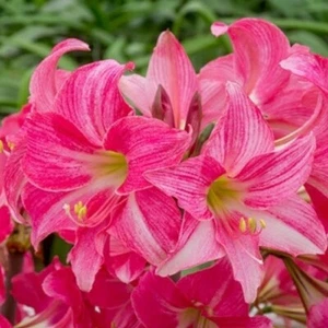 NEON AMARYLLIS - 1 Large BULB - 14 cm - Magenta Pink - Picture 1 of 1