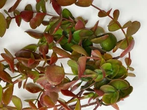 (Lot of 6) 44” Hanging Red-Green EUCALYPTUS Plant, for Home Decor Only - Picture 1 of 7