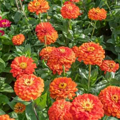 250 + 橙色国王 ZINNIA SEEDS 非 - 转基因新鲜为您的花园 — 第 1/4 张图片