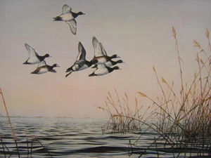 Gary Moss Evening Flight Bluebill Duckd in Flight Limited Edition Kunstdruck - Bild 1 von 1