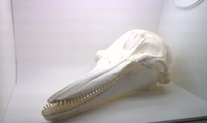 Großer Tümmler Schädel Replik - Bild 1 von 1