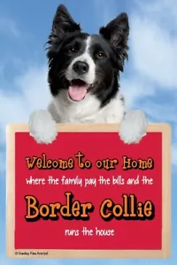 Border Collie Welcome to our Home sign BORDER COLLIES run the house funny signs - Picture 1 of 1