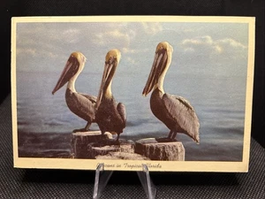 POSTCARD: Pelicans In Tropical Florida N12 - Picture 1 of 2