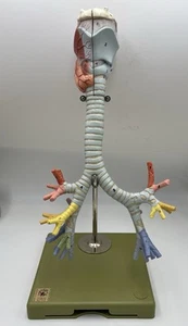 SOMSO GS 4/2 Larynx with Trachea, 2-part Anatomical Model - Picture 1 of 4