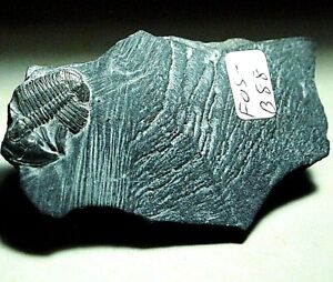 Fossil Trilobyte arthropod collectable,Fos-B88,134.6 ct,63x39x13mm,