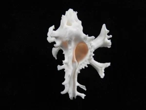 Sea Shell Homalocantha anatomica 49,7 mm ID#6999 - Imagen 1 de 6