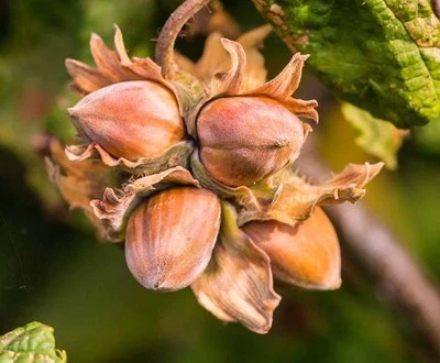 Set 2 American Hazelnut Trees - 10-12" Tall - 4" Pot - Corylus Americana Nuts - Image 1 of 4