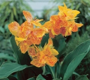 Golden Lucifer Canna Lily Bulb - Picture 1 of 2