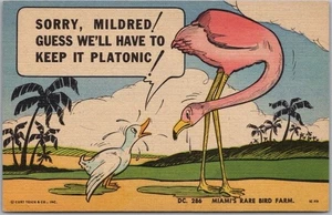 1951 MIAMI Florida Comic LINEN Postcard "RARE BIRD FARM" Flamingo / MAP on Back - Picture 1 of 2