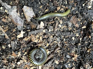 Millipedi di bombi vivi - Coppia di allevamento M/F (compostaggio) - Foto 1 di 3