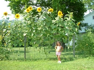 Gigante de girasol - Raspador de cielo Girasol - 20+ semillas - ¡RAREZA! He 001 - Imagen 1 de 1