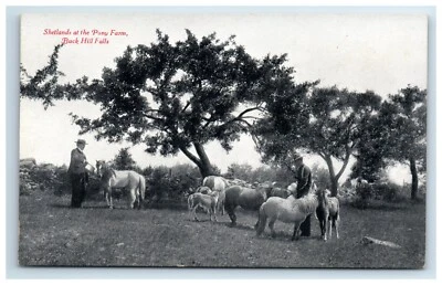 Postcard Shetlands at Pony Farm Buck Hill Falls Poconos Mountains Pennsylvania - Image 1 of 2