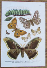 Schmetterlingsbuch Schmetterling Butterflies - Kurt Lampert 1912 Farbtafel 13