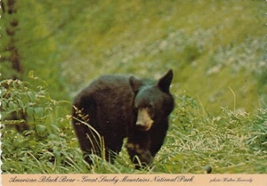 Postal de colección - American Black Bear - Parque Nacional Great Smoky Mountains - Imagen 1 de 2