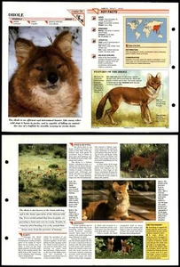 Dhole #70 Mammals Wildlife Fact File Fold-Out Card - Picture 1 of 1
