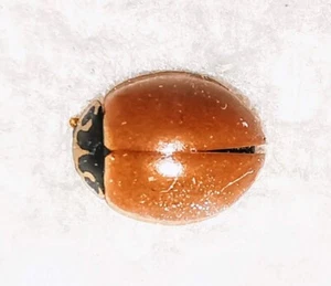 Coccinellidae Cycloneda munda A1 or A- from CANADA - UNCOMMON - #0074 - Picture 1 of 1