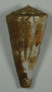 CONUS SHIKAMAI 59.34mm BEAUTIFUL RARE XXL SPECIMEN Bohol, Philippines - Picture 1 of 2