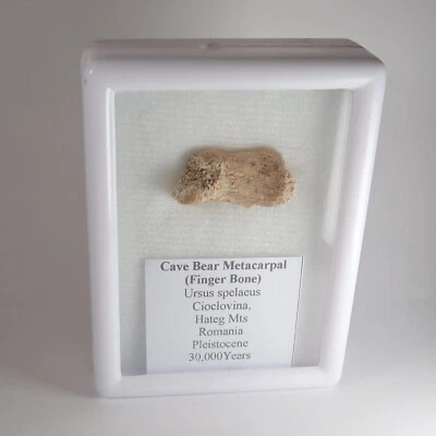 Cave bear 'Ursus spelaeus' metacarpal / finger bones - ice age from Romania - Image 1 of 4