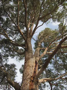 WA Marri Red Gum (Corymbia calophylla) 10 Fresh Seeds - Picture 1 of 3