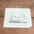 gravure ancienne 18 eme N368 âne 