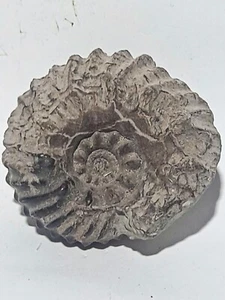 Ammonite HOPLITES ALBIEN Troyes 60X55mm - Picture 1 of 7