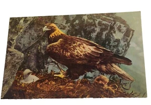 Ansichtskarte -:Der Steinadler der schottischen Highlands - Bild 1 von 2