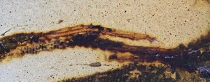 Rare Lizard Foot, Fossil insect inclusion in Burmese Amber - Picture 1 of 3