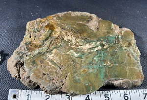 Petrified Wood Green 2 lb 2 oz Zimbabwe, collector specimen, rare chromium - Picture 1 of 6