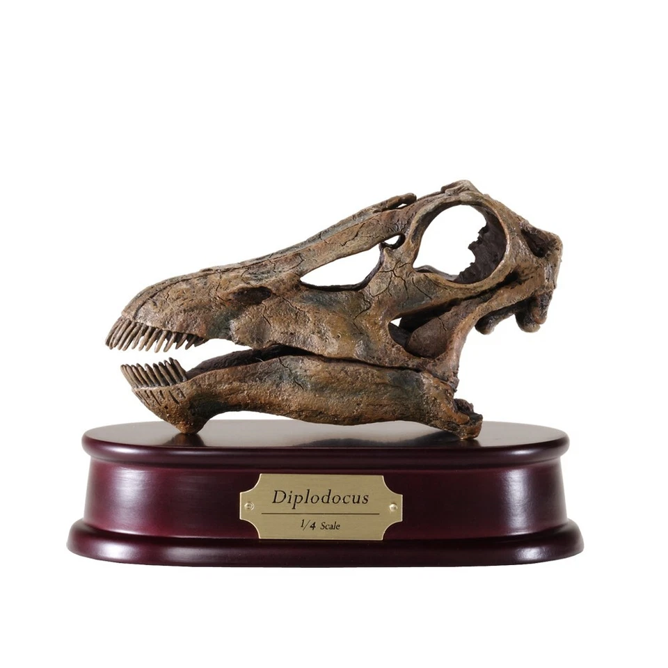 Diplodocus Dinosaur Skull Model 1/4 Scale Replica by DinoStoreus - Image 1 of 1