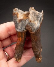 Rooted Woolly Rhino Tooth Siberia  2462