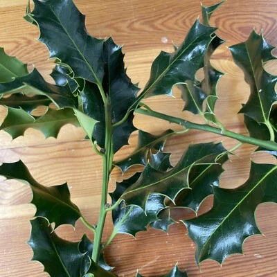Holly Sprigs, Fresh Cut 5pcs Cottage Garden Holly for Wreaths,Decor, & Christmas - Image 1 of 4