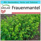 SAFLAX Geschenk Set - Frauenmantel - Alchemilla - 100 Samen