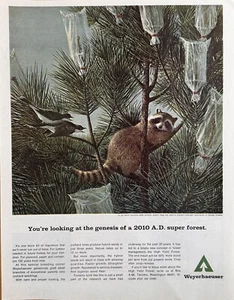 Anuncio impreso ilustración mapache huerto semilla de Carolina del Norte Weyerhaeuser 1967 - Imagen 1 de 1