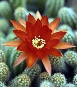 Echinopsis Peanut Chamaecereus Silvestrii Orange Indoor Live Plant 2 Pack 2" Pot - Picture 1 of 1
