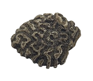 Natural Coral 8oz Reef Aquarium Home Decor Natural Brain Coral Rock 3 1/2" - Picture 1 of 6