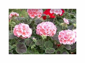 10x Geranien Multibloom F1 Lachs Garten Pflanzen - Samen F-S518 - Picture 1 of 5