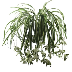 3 Sets Artificial Bracketplant chlorophytum Spider Flowers Bonsai Hanging Plants - Picture 1 of 7