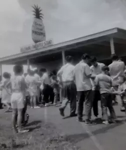 Foto vintage Hawaii Dole supporto ananas piantagione di Helemano Wahiawa Oahu anni '50 - Foto 1 di 4