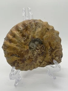 Texas Mortoniceras Ammonit Fossil 5,5" Kreidezeit Duck Creek mit Austerneinschluss - Bild 1 von 21